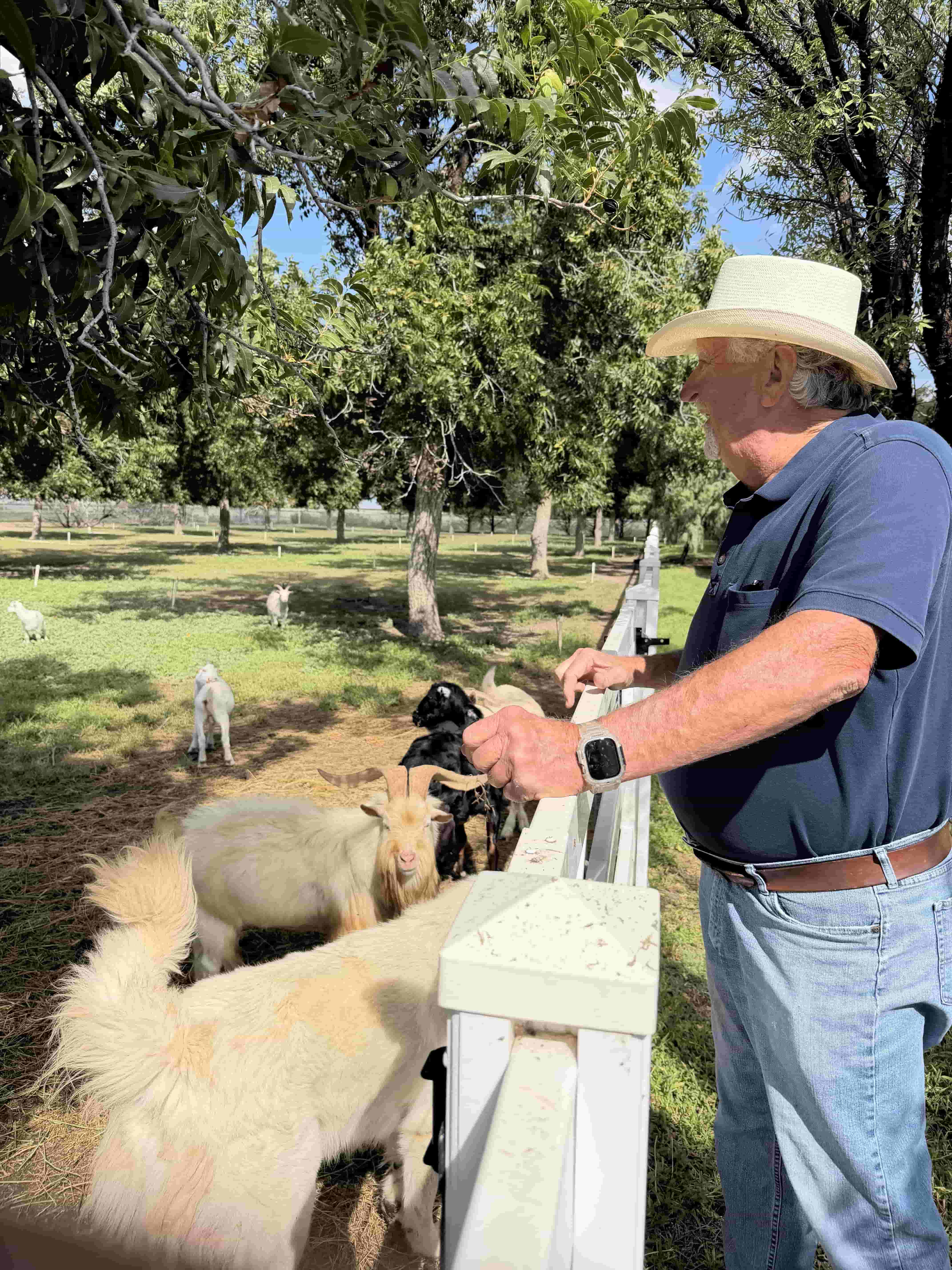 Goat farm